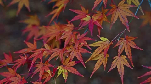 Extreme Close-up of Red Maple Leaves with Delicate Veins and Texture Stock Footage 328132889