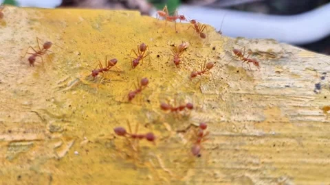 Extreme close-up of a red weaver ant colony (Oecophylla smaragdina) 動画素材 331139094
