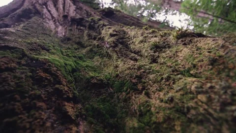 Extreme close up of redwood tree bark with moss looking up into tree canopy Stock Footage 147706435
