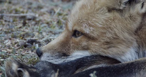 Extreme close up of a resting wild Red Fox Stock Footage 114714253
