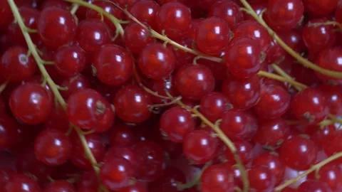 Extreme close-up of ripe red currants rotating on a turntable, highlighting.. Vidéo 346296388