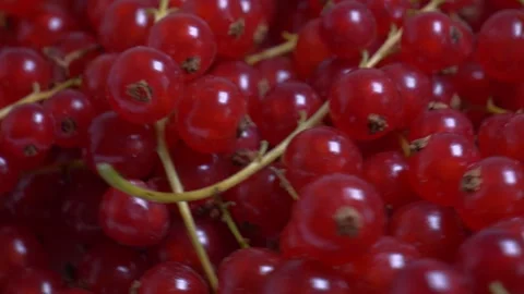 Extreme close-up of ripe red currants rotating on a turntable, highlighting.. Vidéo 346296427
