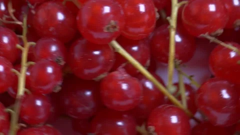Extreme close-up of ripe red currants rotating on a turntable, highlighting.. Vidéo 346296462