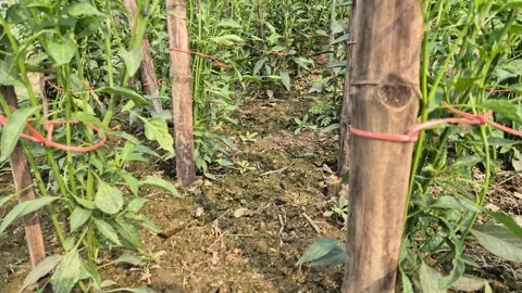 Extreme Close Up of Rope Knot Tying Chili Plant to Bamboo Stake 動画素材 337146377