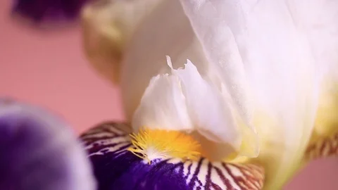 Extreme Close Up Of Rotating White And Purple Iris Flower Isolated On Dark Stock Footage 110985270