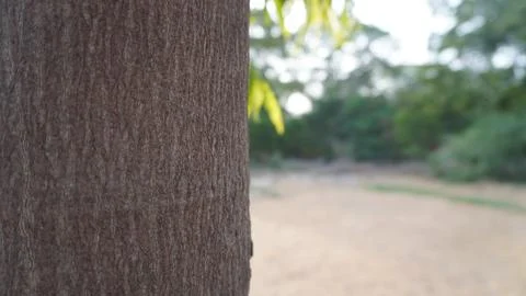 Extreme Close Up of Rough Brown Tree Trunk Texture in Green Forest 스톡 사진