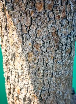 Extreme Close-Up of Rough Cracked Tree Bark Texture Stock Photos