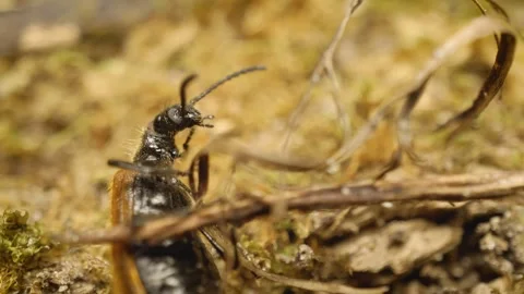 Extreme close-up of the rough-haired lagria beetle (Lagria hirta). Stock Footage 325089797