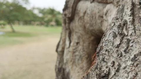 Extreme close up rough outer bark edges dark hollow hole park tree art Stock Photos