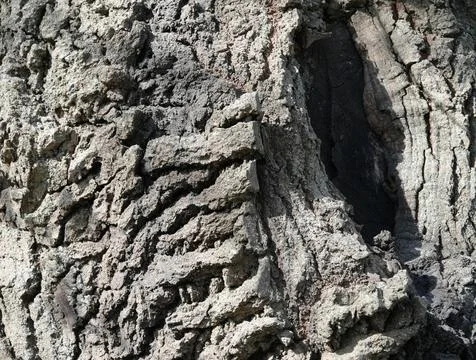 Extreme close-up of rough tree bark with a dark natural hollow. Stock Photos
