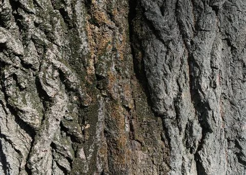 Extreme close-up of rough tree bark with a dark natural hollow. Stock Photos