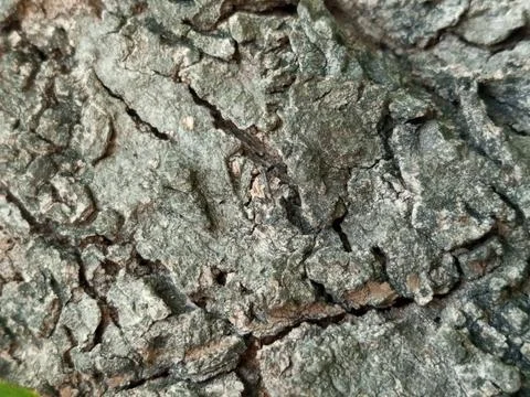 Extreme Close Up of Rough Tree Bark Texture With Natural Cracks Full Frame Stock Photos