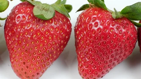 Extreme close up of a row of strawberries. Stock Footage 107074454
