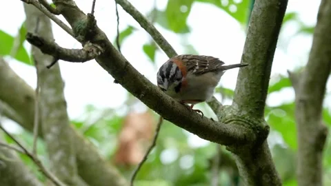 Extreme Close Up of Rufous Collared Sparrow Fluffing Feathers in Colombia Vídeo Stock 338304426