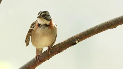 Extreme Close Up of Rufous Collared Sparrow Fluffing Feathers in Colombia Vídeo Stock 338304641