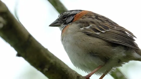 Extreme Close Up of Rufous Collared Sparrow Fluffing Feathers in Colombia Stock-Footage 338304668