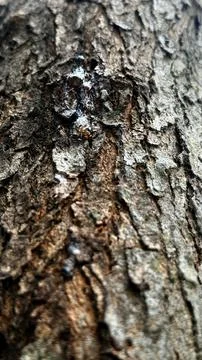 An extreme close-up of rugged tree bark showcasing its intricate texture and  Foto stock