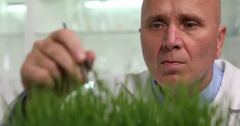 Extreme Close Up of Scientist Image Observe and Analyze Laboratory Plants Growth Stock-Footage 83688558