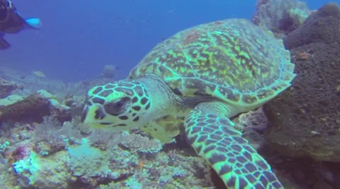 Extreme close-up of sea turtle looking at camera Stock-Footage 42231213