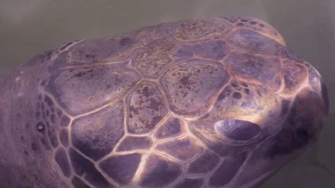 Extreme close-up of a sea turtle’s textured head and eye underwater, revealing Stock Footage 318713672