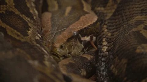 Extreme Close Up Of Shading Python Constrictor Snake Facing The Camera Stock Footage 227187597