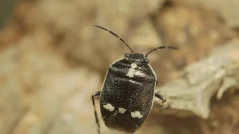 Extreme close-up of a shield bug (Eurydema oleracea) 스톡 동영상 325992010