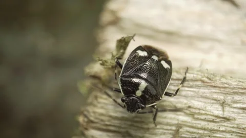 Extreme close-up of a shield bug (Eurydema oleracea), also known as the rape bug Stock Footage 325992012