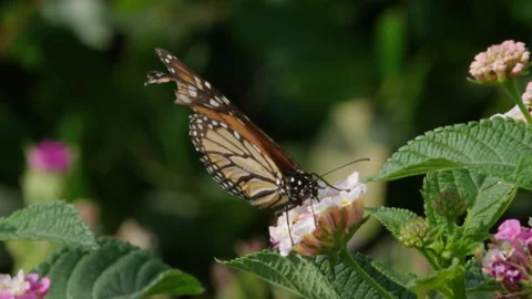 Extreme Close-Up Shot Of Butterfly Exploring A Flower 1080 60FPS SLO-MO Stock Footage 204865960