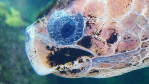 Extreme close-up shot capturing the intricate details of a sea turtle's head Stock Footage 339467728