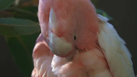 Extreme close up shot capturing a major mitchell's cockatoo, pink Stock Footage 250939820