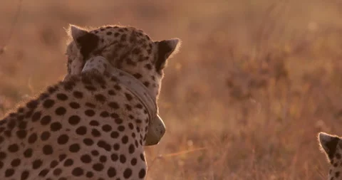 Extreme close up shot of a cheetah's crest looking out in the plains Stock Footage 308675278