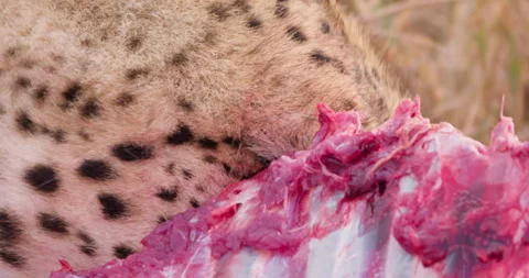 Extreme close up shot of a cheetah's face gnawing on prey Stock Footage 308675652