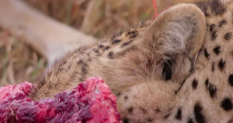 Extreme close up shot of a cheetah's head ravaging a gazelle Stock Footage 308675525