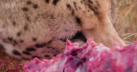 Extreme close up shot of a cheetah's head pulling on meat Stock Footage 308675543