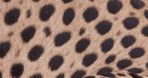 Extreme close up shot of a cheetah's mottled skin in the grasslands Stock Footage 308675638