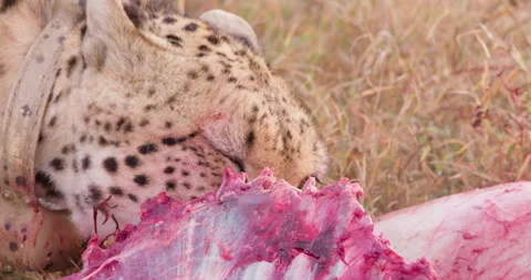 Extreme close up shot of a collared cheetah's head gnawing on a kill Stock Footage 308675518