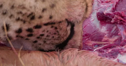 Extreme close up shot of a collared cheetah's head gouging a carcass Stock Footage 308675528