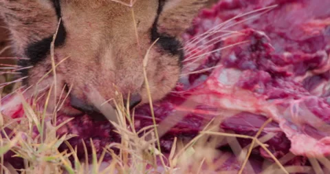Extreme close up shot of a collared cheetah's head ingesting on a kill Stock Footage 308675658