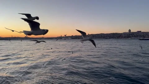 Extreme close-up shot of a flock of seagulls flying at sunset over the Bosphorus Stock Footage 330098903