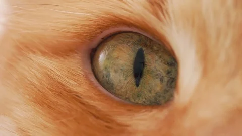 Extreme close-up shot of a ginger cat's green eye with a vertical pupil Stock Footage 343771927