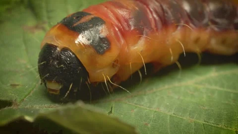 Extreme close-up shot of the goat moth larva (Cossus cossus) Stock Footage 316080562