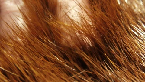 Extreme close-up shot of a hand combing a beaver fur or beaver skin Stock Footage 274171655