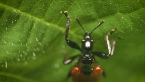 Extreme close-up shot of the hazel leaf-roller weevil (Apoderus coryli) Stock Footage 325567784