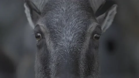 Extreme Close Up Shot Head Of Wild Goat Looking Straight To The Camera Stock Footage 165160144