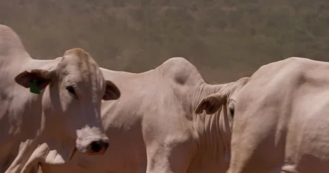 Extreme close up shot of a herd of boran cattle torsos moving Stock Footage 308679621