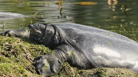 Extreme close up shot of Indian softshell or Ganges softshell turtle Video stock 170600800