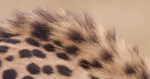 Extreme close up shot of a monocular cheetah's face moving Stock Footage 308675339