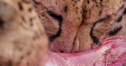 Extreme close up shot of a pair of cheetah's heads devouring a kill Stock Footage 308675801