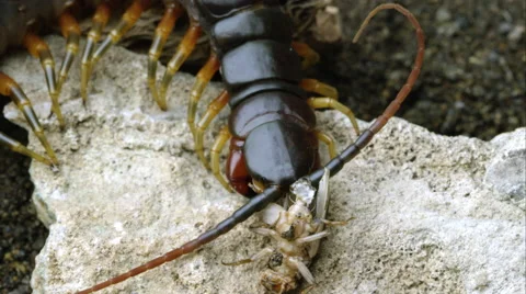 Extreme close shot of a Peruvian Giant Centipede eating a bug. Stock Footage