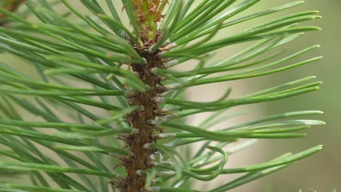 Extreme close-up shot of pine needles. Dolomites, Italy. HD Stock Footage 154553146